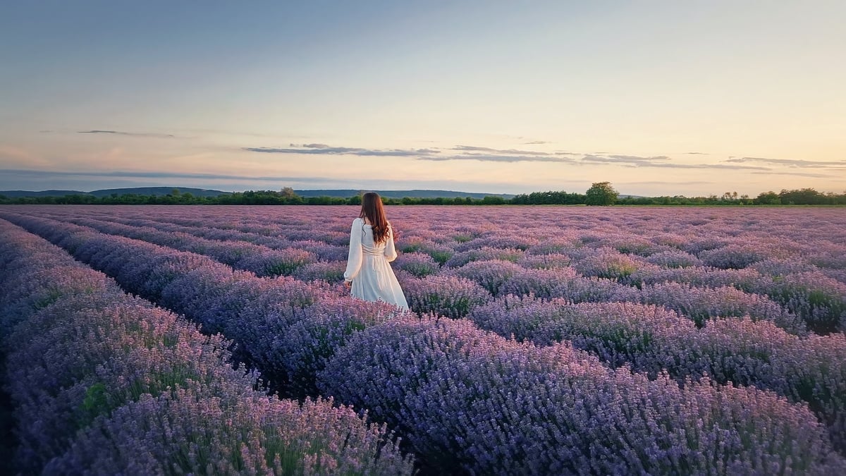 Rear view of a woman in a white dress walking across a blooming lavender field at sunset